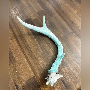 Blue white washed antler shed